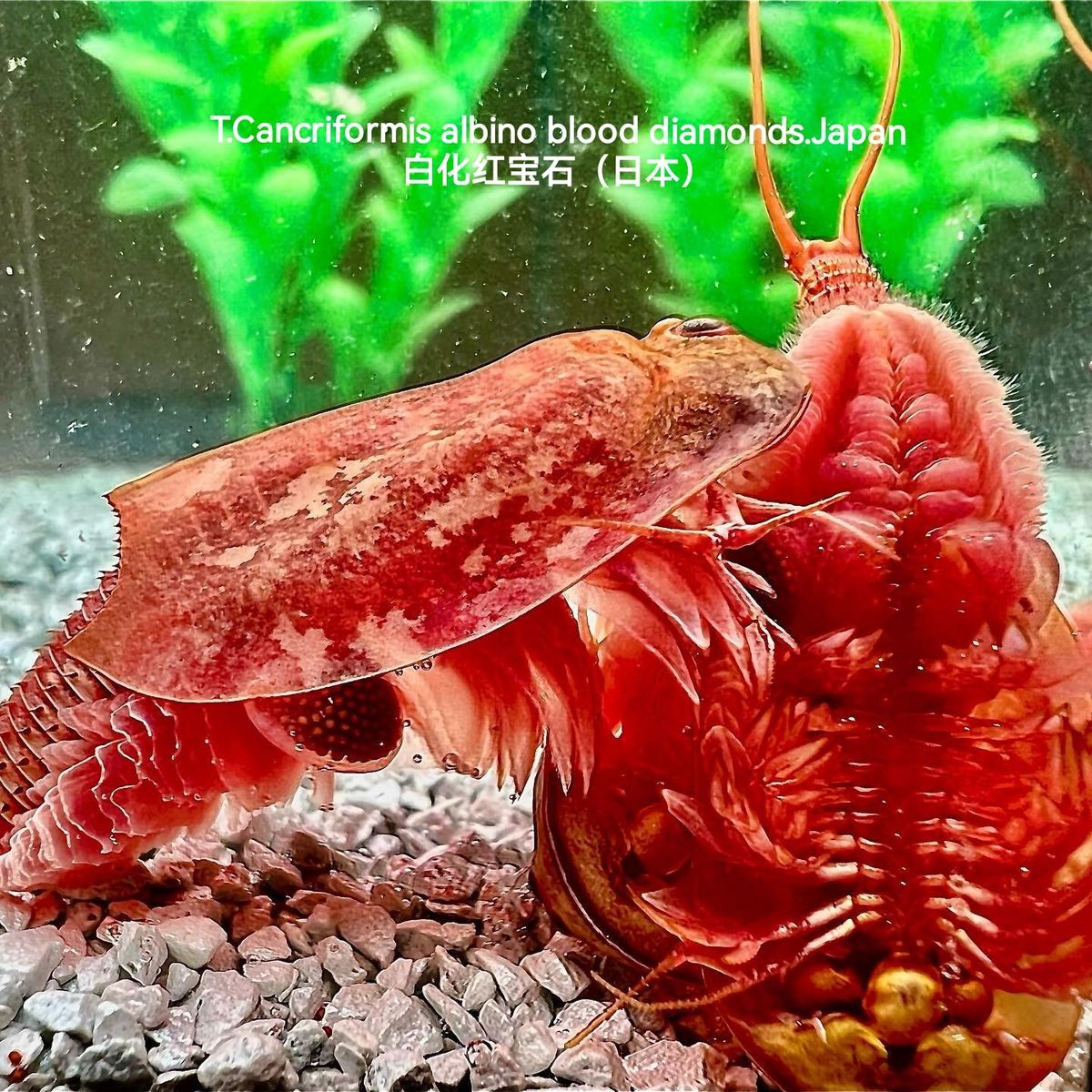 New Triops T.Cancriformis Albino Blood Diamonds(Japan Specie) For Aquarium Pets New Harvested Es Burgundy