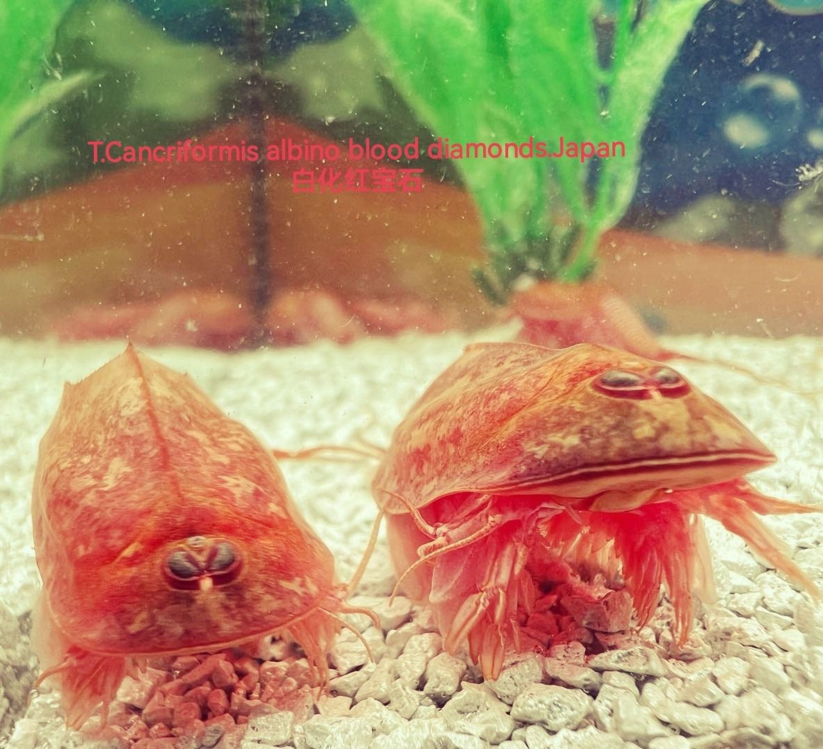 New Triops T.Cancriformis Albino Blood Diamonds(Japan Specie) For Aquarium Pets New Harvested Es Burgundy