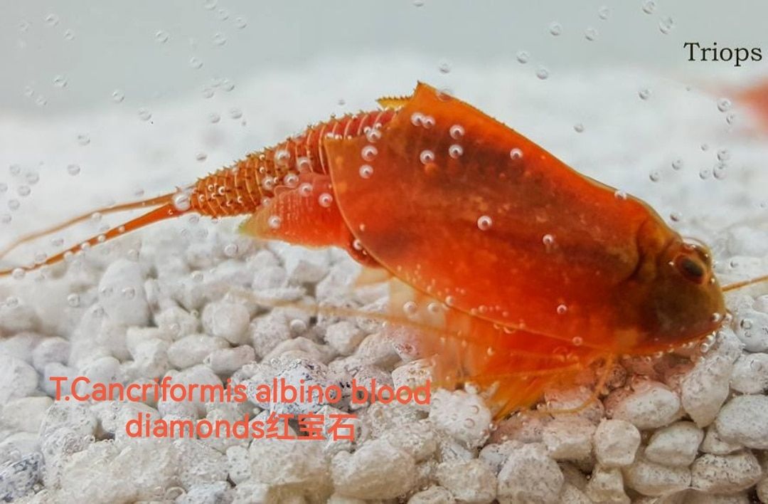 New Triops T.Cancriformis Albino Blood Diamonds(Japan Specie) For Aquarium Pets New Harvested Es Burgundy