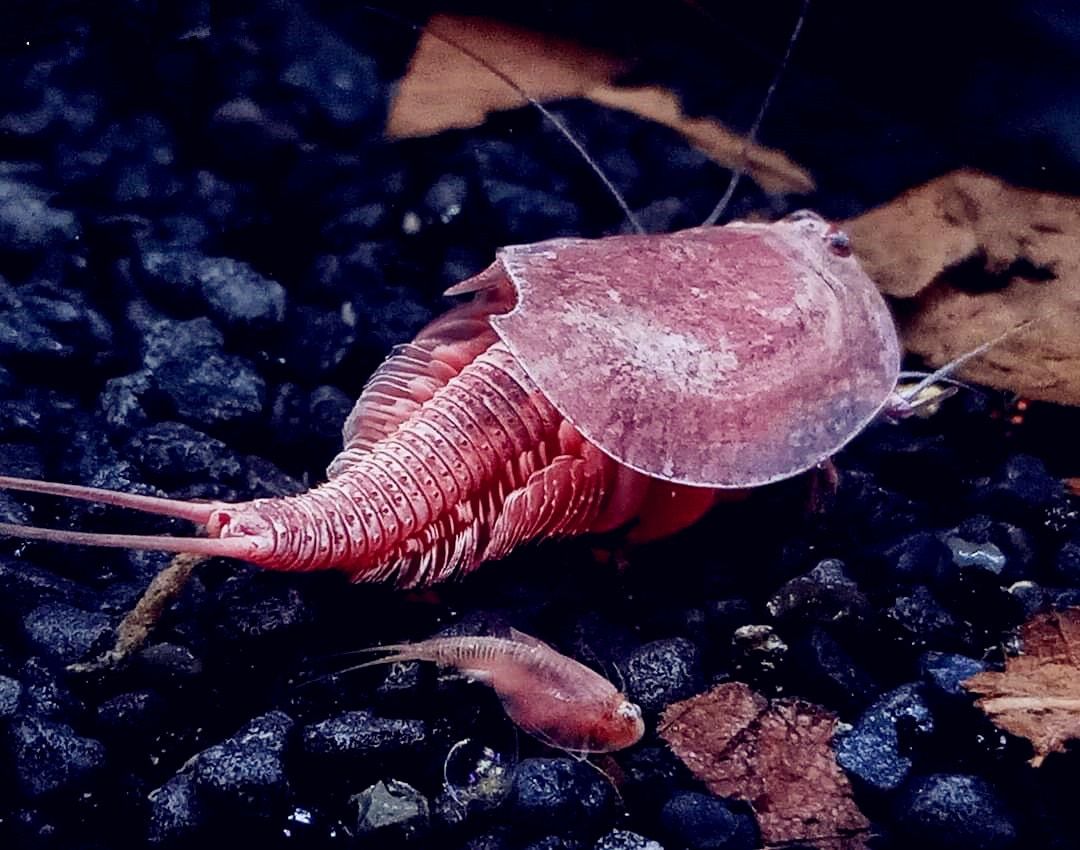 New Triops T.Cancriformis Albino Blood Diamonds(Japan Specie) For Aquarium Pets New Harvested Es Burgundy