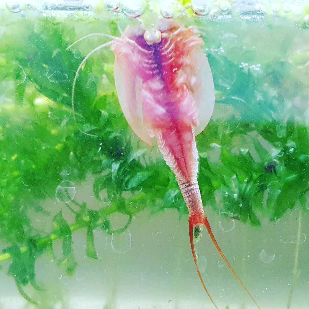 New Triops T.Cancriformis Albino Blood Diamonds(Japan Specie) For Aquarium Pets New Harvested Es Burgundy