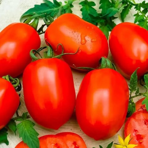 Po404 F1 Hybrid Tomato Seeds -1000 Seeds