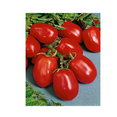 Uc82b Tomato Seeds - 100 Grams - 2 Tins