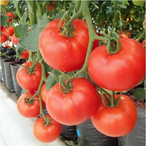 Hybrid Tomato Seeds - 5g - 2 Sachet
