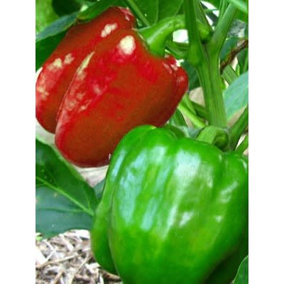 Sakata Red Bell Pepper Seed - california Wonder 300 Tmr - 10g