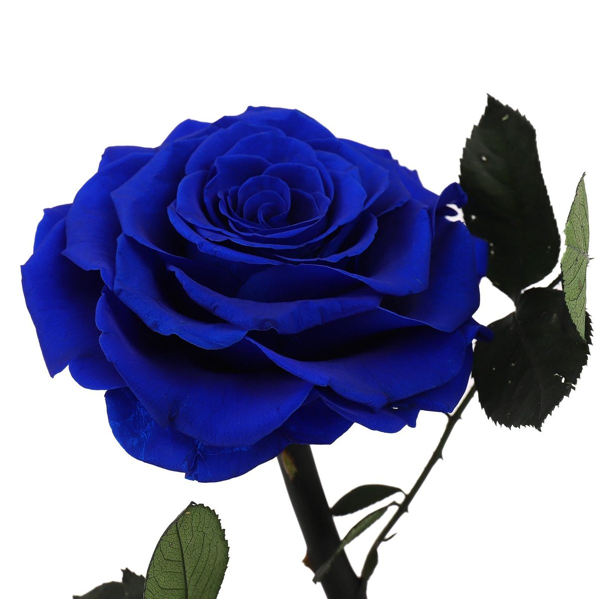 Glass Cover Fresh Preserved Rose Flower Barbed Rose Flores
