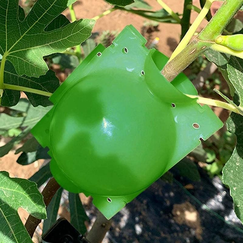 5 Pieces of Plant Propagation and Rooting Ball Device-Reusable Plant Propagation Grafting Box S Green