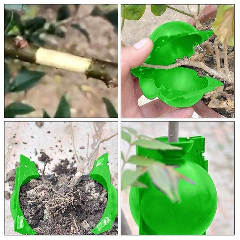 5 Pieces of Plant Propagation and Rooting Ball Device-Reusable Plant Propagation Grafting Box S Green