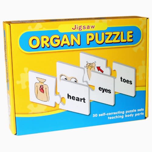 Organ Puzzle For Kids