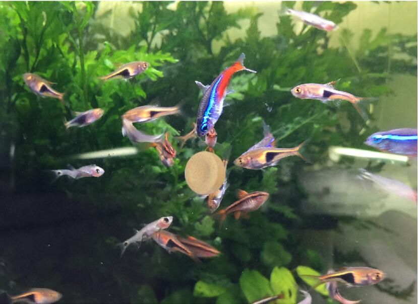 Fish Food Spirulina Flakes Healthy Ocean Nutrition Fish