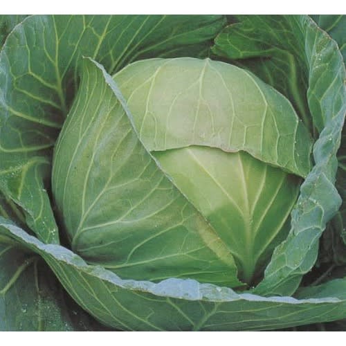 Cabbage Seeds - Drumhead - 10 Grams