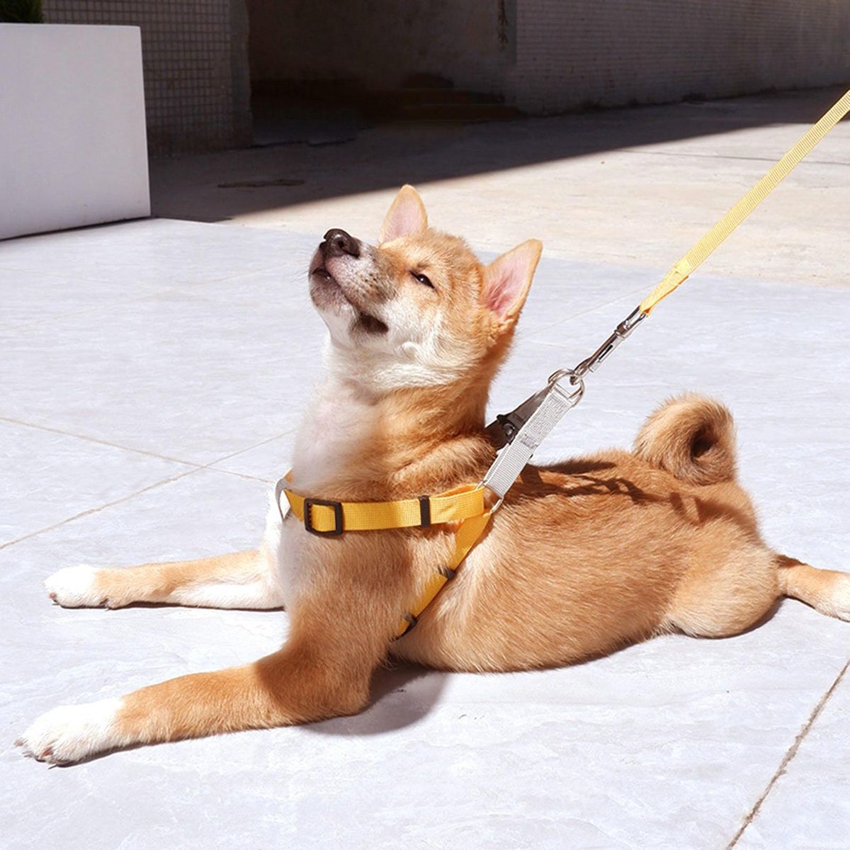 1 Set Cat Harness Pet Vest Chest Strap Leash Yellow