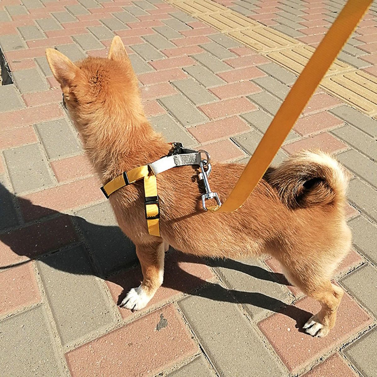 1 Set Cat Harness Pet Vest Chest Strap Leash Yellow