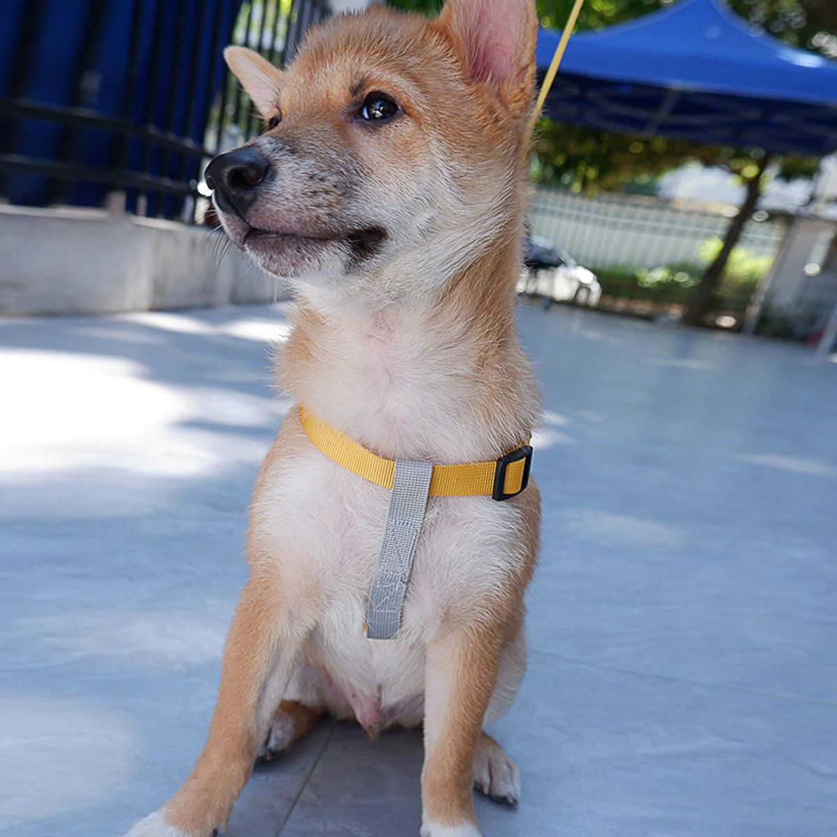 1 Set Cat Harness Pet Vest Chest Strap Leash Yellow