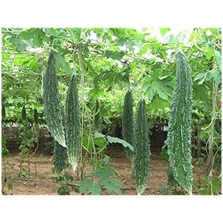 Hybrid Bitter Gourd Seed ( Palee F1 ) - 10g