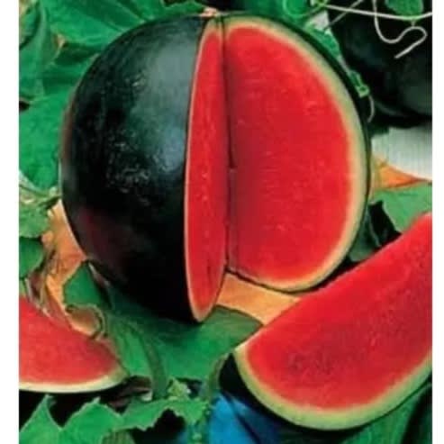MayFord - Watermelon Seed - Sugar Baby -5g