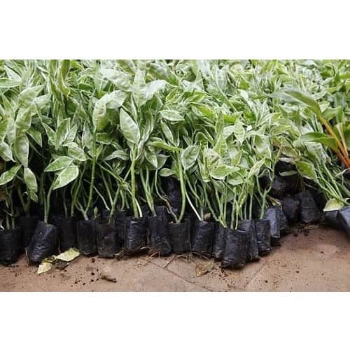 Grow Plant Nursery Bags (6x8 Inches) - Pack Of 500 Pieces