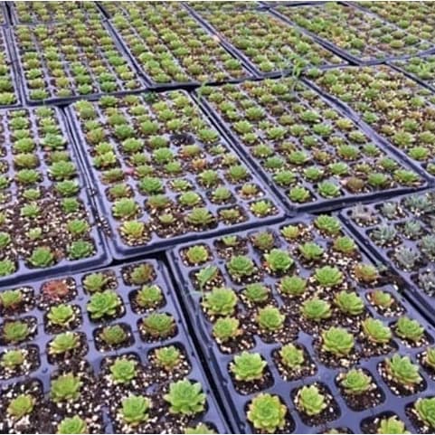 Nursery Seed Tray - 30 Pack - 200 Holes Or Cells