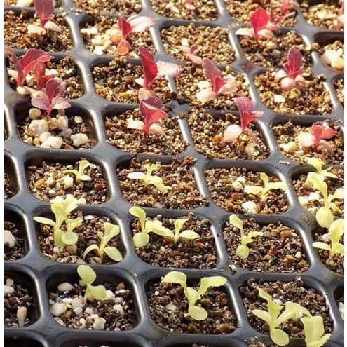 Plant Germination Nursery Tray - 128 Holes /cells - 10 Pieces