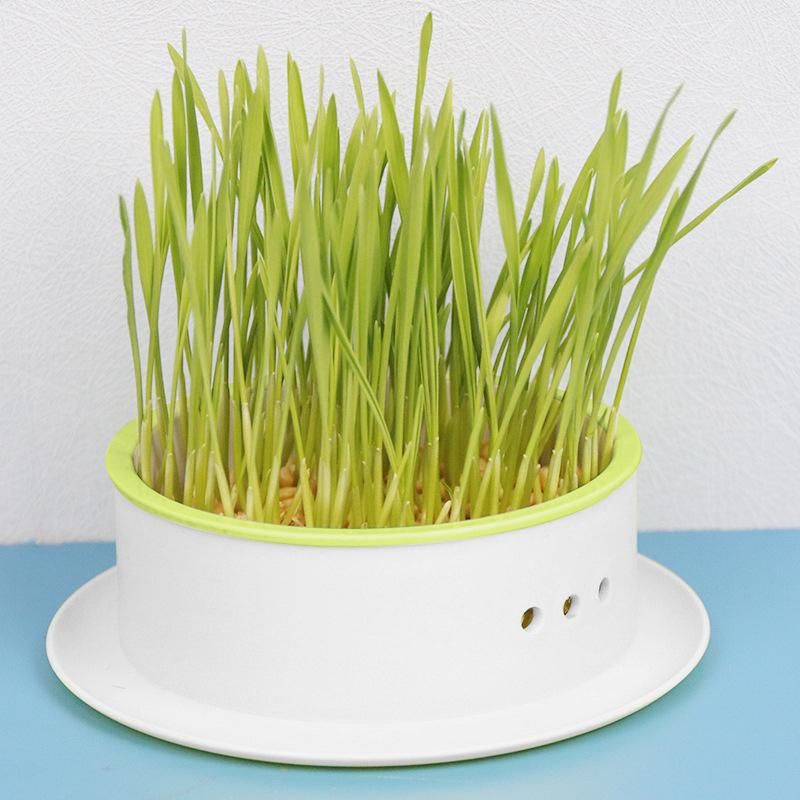 Box Seed  Propagation Gray Base Yellow
