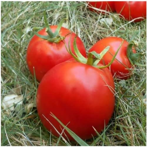 Hybrid Tomato Seed ( Mona F1 ) - 5 Grams