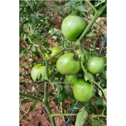 Hybrid Tomato Seed ( Mona F1 ) - 5 Grams