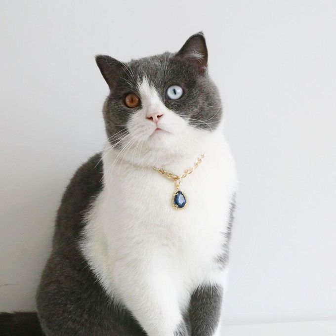 Pet Collar Charm Water Drop Pendant Animals Protection Necklace Blue