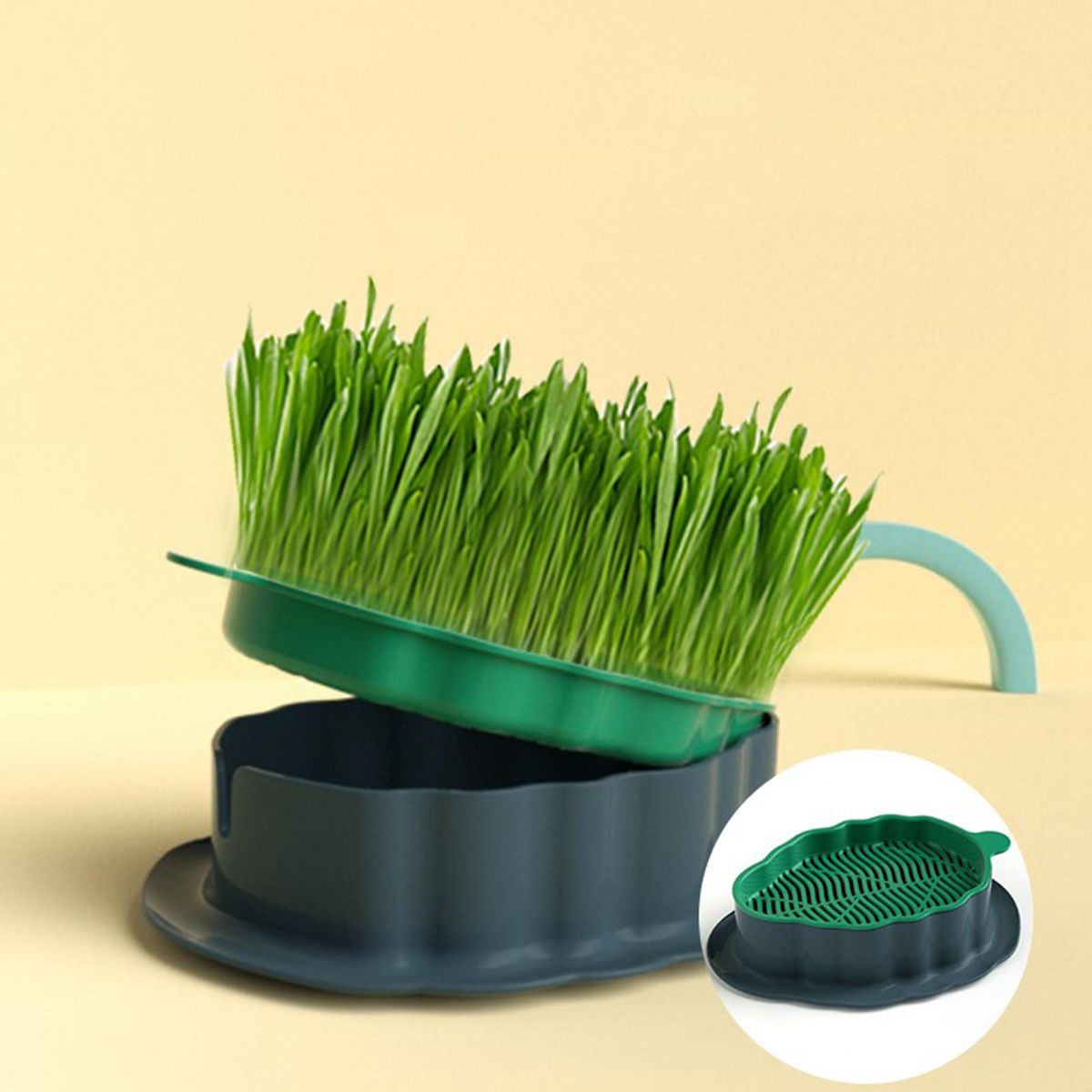 Cats Grass  Tray Sprouting Container For Planting