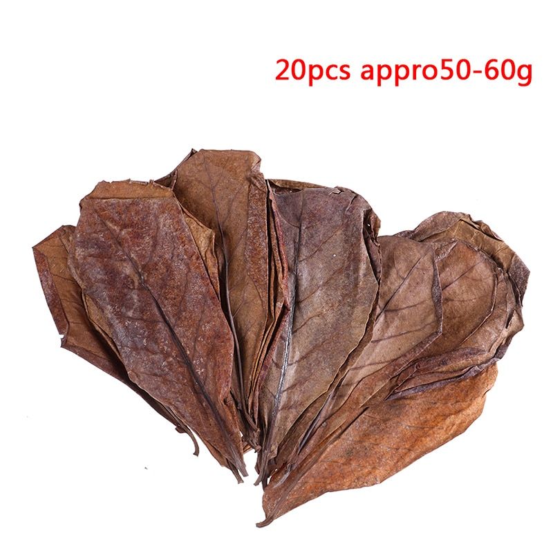 20pcs Natural Terminalia Catappa Foetida Leaves Island Almond Leaf Fish Treatment Cleaning Aquarium Tank Water Lower PH