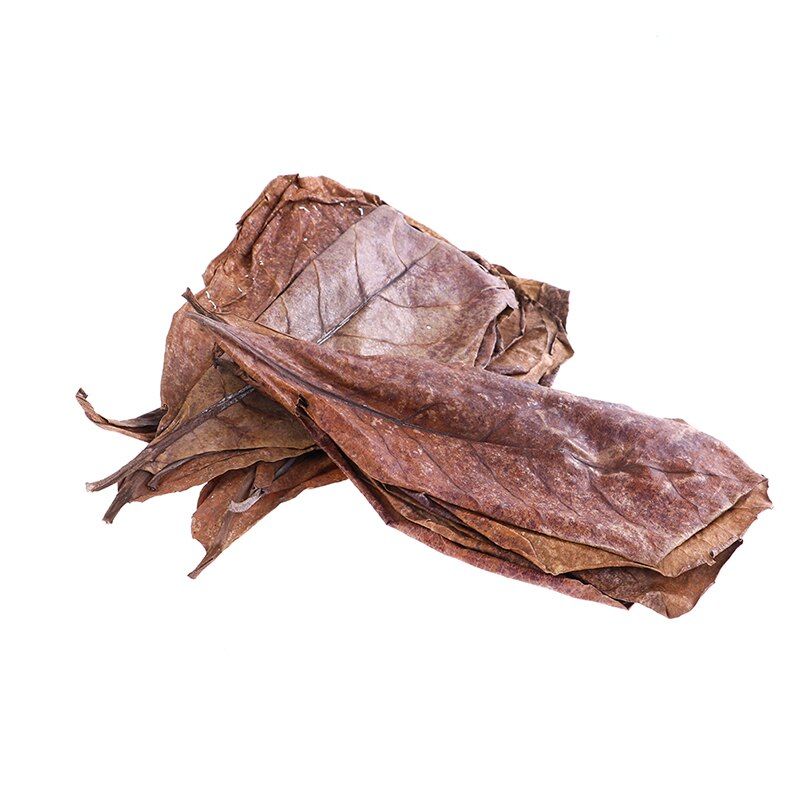 20pcs Natural Terminalia Catappa Foetida Leaves Island Almond Leaf Fish Treatment Cleaning Aquarium Tank Water Lower PH
