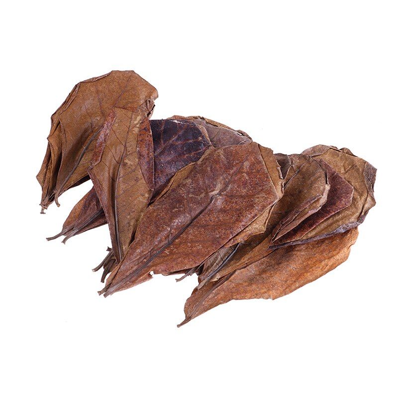 20pcs Natural Terminalia Catappa Foetida Leaves Island Almond Leaf Fish Treatment Cleaning Aquarium Tank Water Lower PH