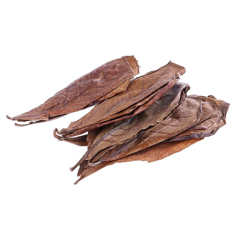 20pcs Natural Terminalia Catappa Foetida Leaves Island Almond Leaf Fish Treatment Cleaning Aquarium Tank Water Lower PH