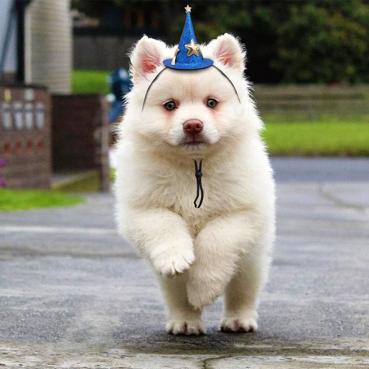 Puppy Cap Dog Pumpkin Wizard Halloween Hat Decoration C