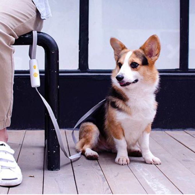 1.6m Retractable Dog Walking Leash For Outdoor Easy Control Yellow