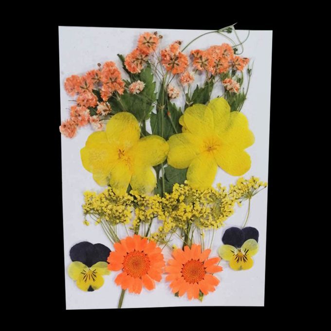 Real Dried Flowers Pressed Leaves Xiang Jin Xiang Jin
