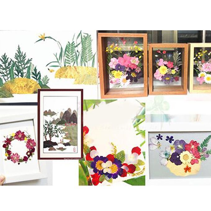 Real Dried Flowers Pressed Leaves Xiang Jin Xiang Jin
