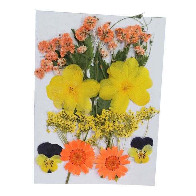 Real Dried Flowers Pressed Leaves Xiang Jin Xiang Jin