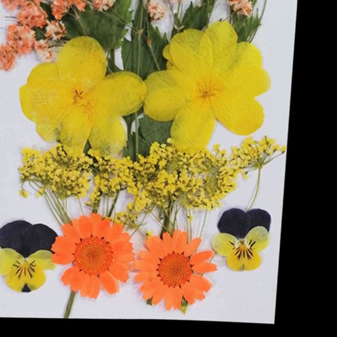 Real Dried Flowers Pressed Leaves Xiang Jin Xiang Jin