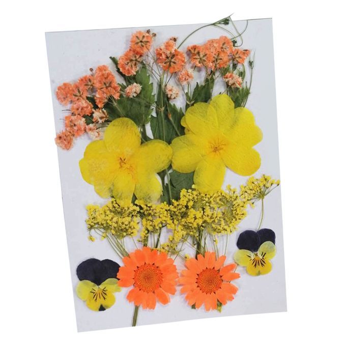 Real Dried Flowers Pressed Leaves Xiang Jin Xiang Jin