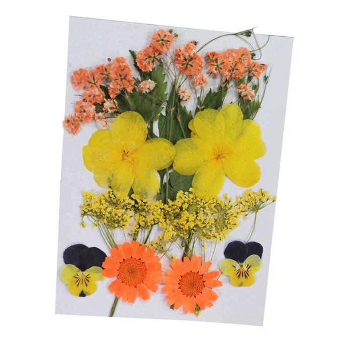 Real Dried Flowers Pressed Leaves Xiang Jin Xiang Jin