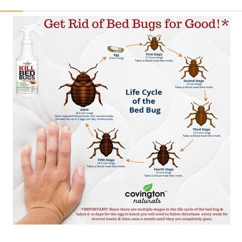 Bed Bug Spray 32 Ounce 946 Ml