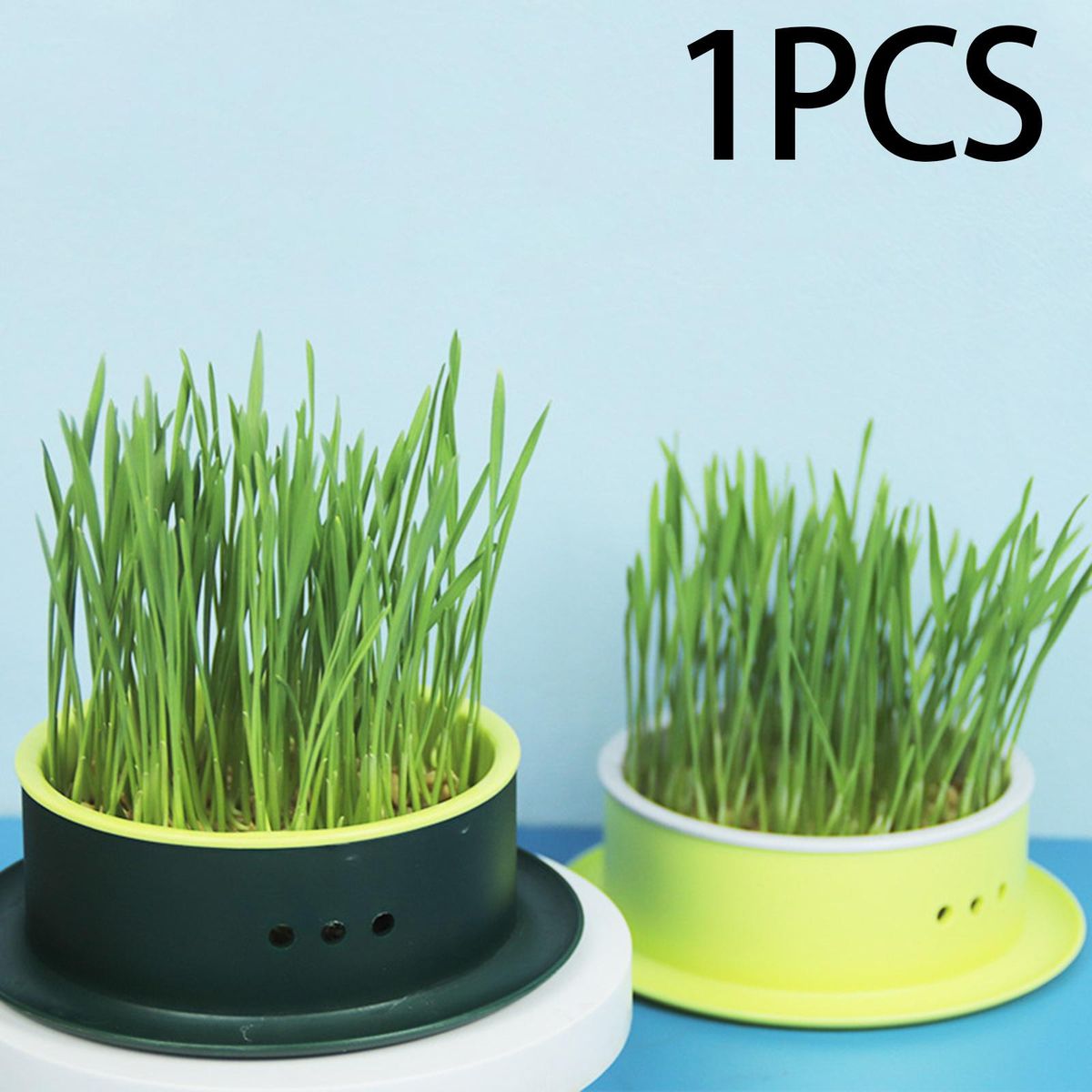 Box Seed  Propagation Green Base Yellow