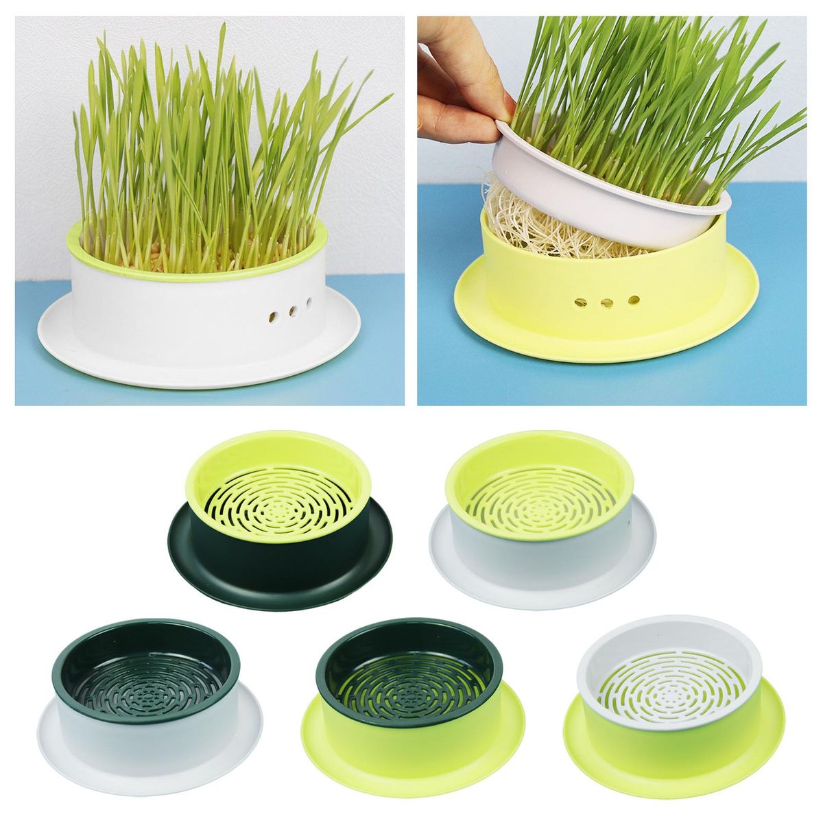 Box Seed  Propagation Green Base Yellow