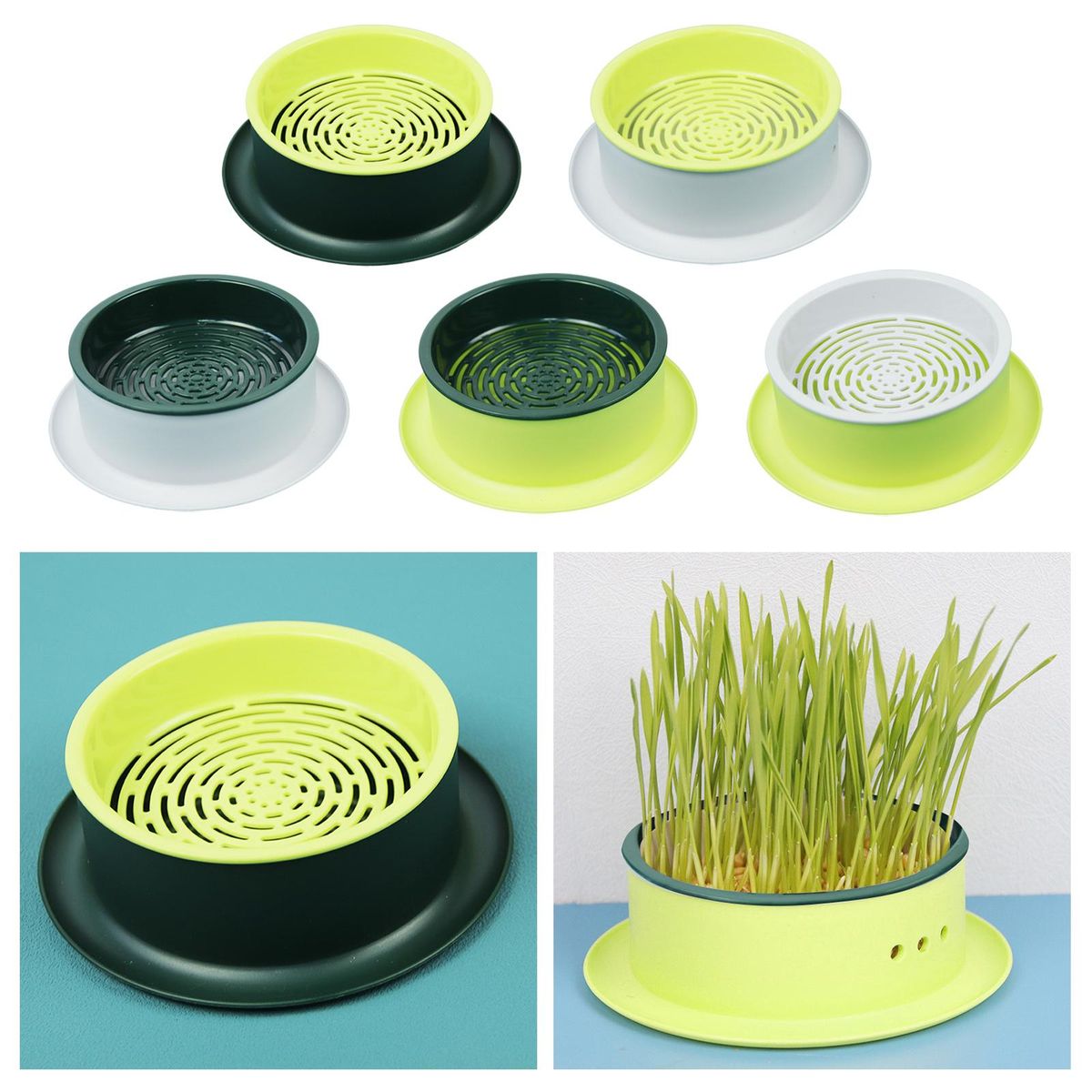 Box Seed  Propagation Green Base Yellow
