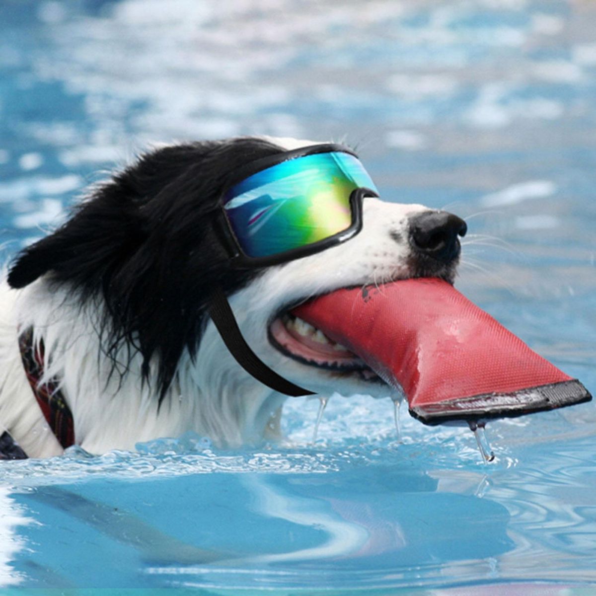 Shatterproof Dog Glasses Petsafe Pupshield Adjustable Uv Dog for Small Multicolor