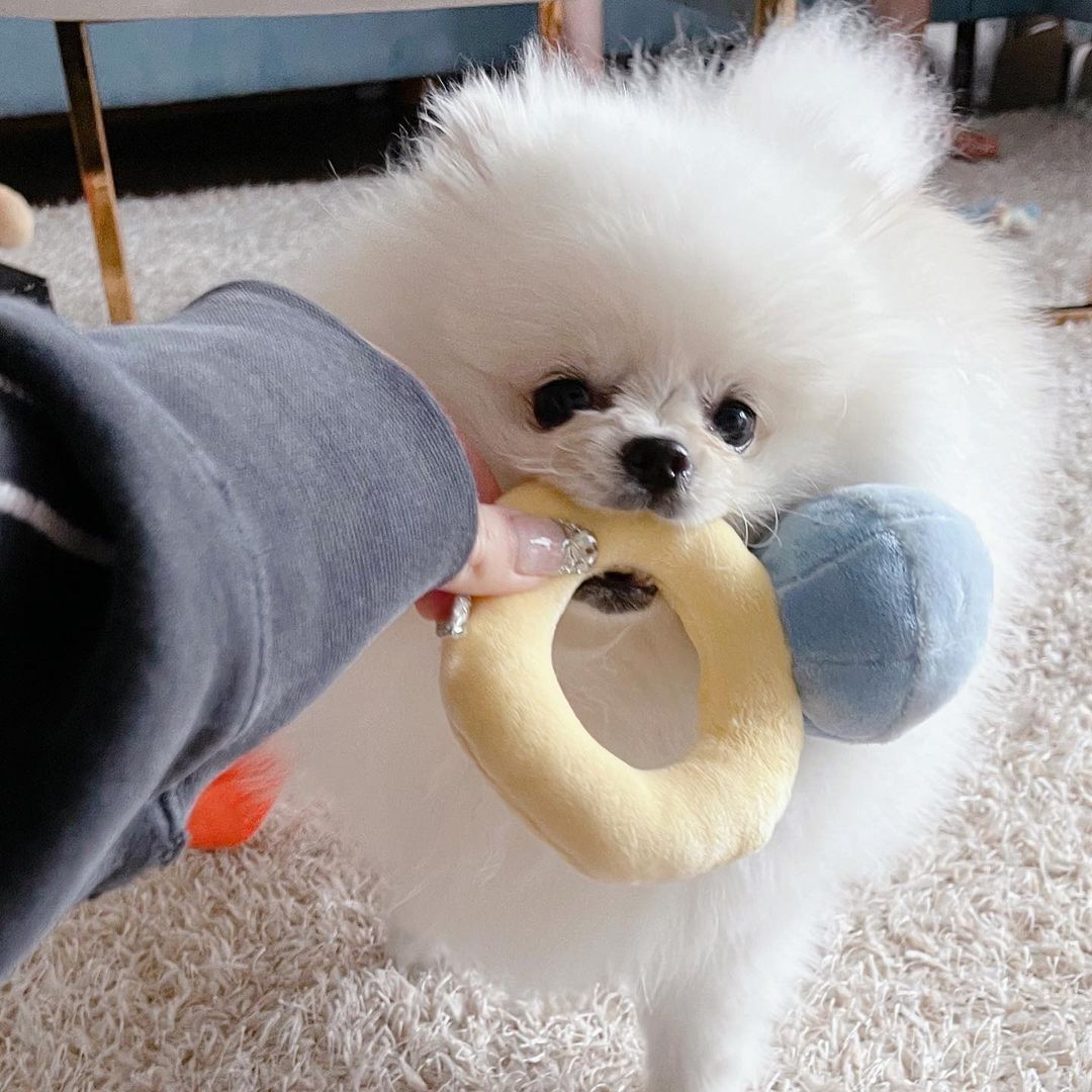 Ins Couple Ring Box Plush Toy Love Diamond Ring Case Pet Chew Toy Bite Sounds Propose Wedding Girift Stuffed Vocal Kids Toy-Pink Ring No Sound