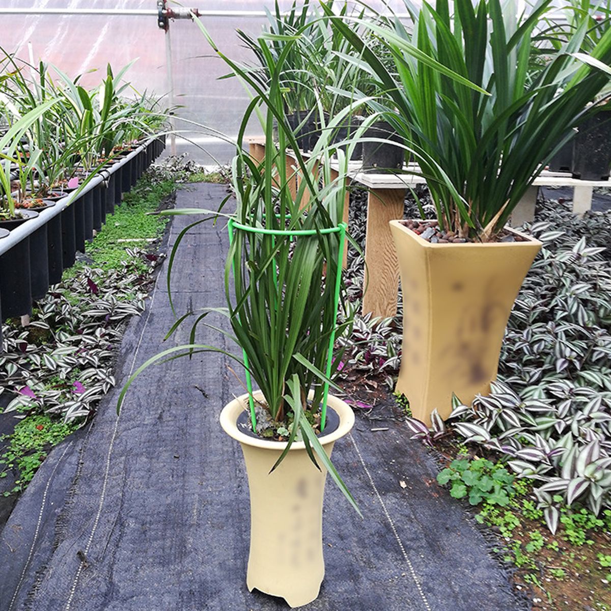 Climbing Plant Support Stakes Tall Plant Support Rin-g Cage