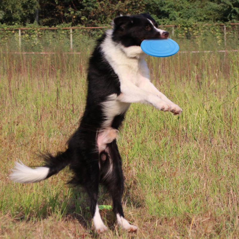 Silicone Dogs Game Flying Discs