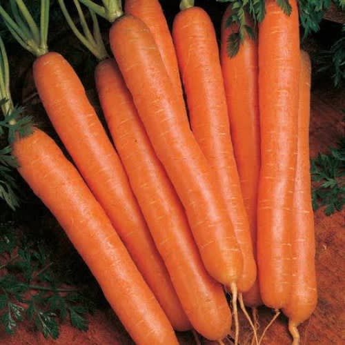 Nantes Carrot Seeds - 100 Grams - 2 Tins