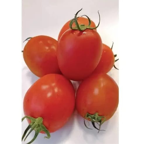 Sinag Tala F1 Hybrid Tomato Seeds - 1500 Seeds